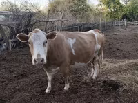 گاو ماده, Simmental cattle — عکس 4