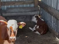Goveda (partija, pol nije naveden), Swiss cattle — fotografija 5