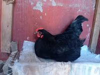 Australorp — zdjęcie 3