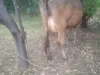 گاو ماده, Swiss cattle — عکس 3