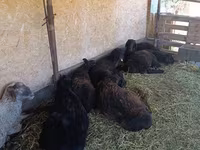 مینڈھا, بھیڑیں — تصویر 2
