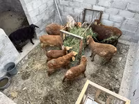 Pecora, Arashan sheep — foto 4