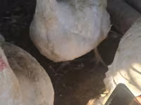 Turkeys — снимка 5