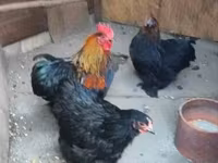 Chickens — foto 1