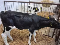 Býk, Simmental cattle — foto 4