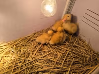 Ducks — 照片 2