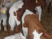 گاو نر, Simmental cattle — عکس 8