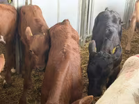 Lembu ternakan (lot, jantina tidak dinyatakan), Cattle — foto 3