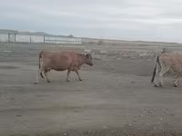 گاو ماده, Simmental cattle — عکس 6