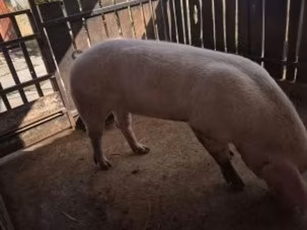 Boar, Pigs — Hungary