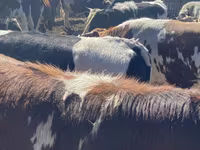 Lembu jantan, Simmental cattle — foto 2