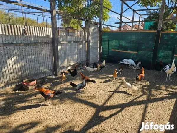 Ayam Ketawa