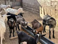 ፍየል, Saanen goat — ፎቶ 2