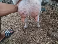 母山羊, Goats — 照片 4