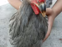 Chickens — foto 2