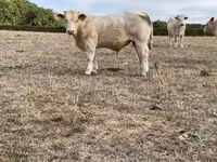 Lembu jantan, Charolais cattle — foto 5