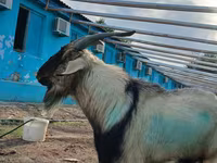 Dê đực, Dê — ảnh 1