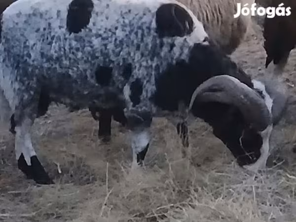 Vædder, Jacob's sheep