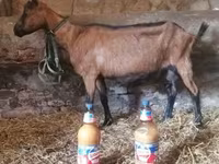 بز نر, Alpine goat — عکس 5