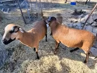 பெண் ஆடு, Cameroon sheep — புகைப்படம் 5