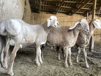 公羊, Sheep — 照片 4