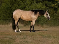 Mare, Quarter Horse — photo 1