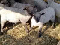 Schaf, Shroshire sheep — Foto 1