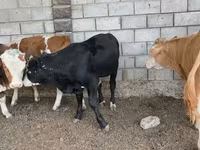 گاو نر, آبرادین-آنگوس — عکس 5