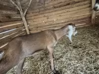 بز ماده, Nubian Goat — عکس 1