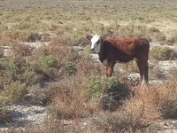 பசு, Latvian Blue cattle — புகைப்படம் 1