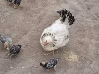 Chickens — foto 7