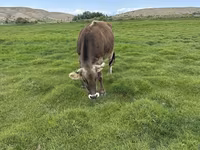 雌牛, Swiss cattle — 写真 7