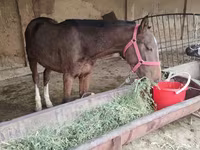 Cal, Orlov Trotter — foto 4