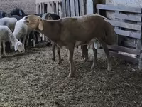 Berbec, Arashan sheep — foto 1
