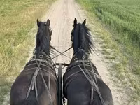 Aygır, Friesian — foto 1