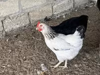 Turkeys — fotografija 5