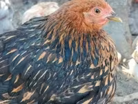 Pekin Bantam — foto 3