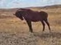 ม้าตัวเมีย, Kazakh horse — รูปภาพ 8