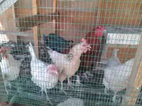 Chickens — عکس 3