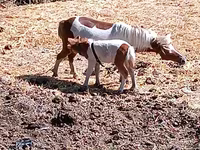 ঘোটকী, Australian Pony — ছবি 1