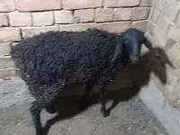 میش, گوسفند — عکس 3