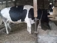 วัวตัวเมีย, Russian Black pied cattle — รูปภาพ 5