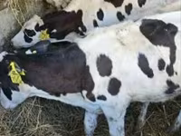 Krava, Russian Black pied cattle — fotografija 1