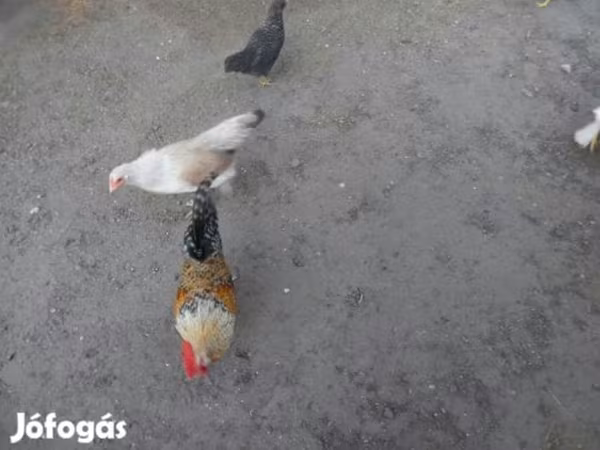Chickens