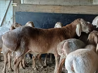 Berbec, Arashan sheep — foto 5