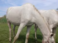 Faras, Akhal-Teke — sawirka 6