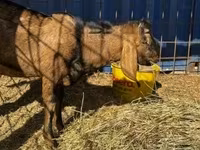 Taka, Nubian Goat — 1-rasm