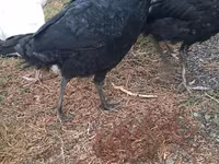 Turkeys — ছবি 2