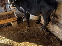 Lembu betina, Aberdeen-Angus — foto 1