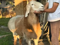 Vædder, Arashan sheep — foto 3